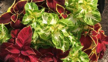 Колеус в саксия