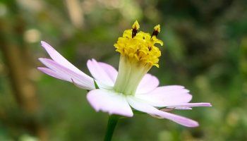 Космос в градината