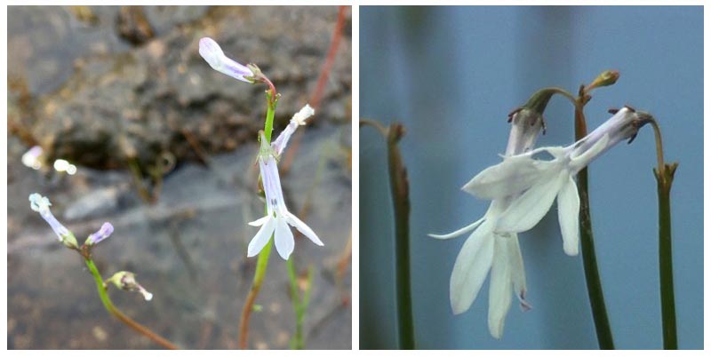 Λοβέλια του Ντόρτμαν ή λοβέλια του νερού Ντόρτμαν