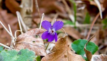Ароматна виолетка