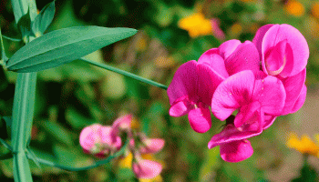 Сладък грах