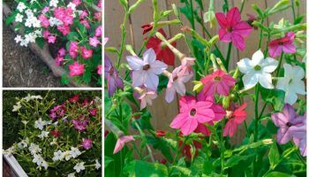 Ароматен тютюн