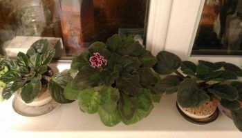 Виолетки на прозореца