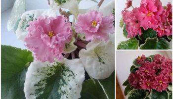 Виолет Шик Попи