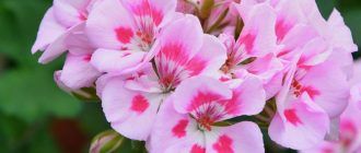 Кралски здравец