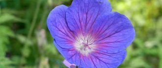 Градински здравец