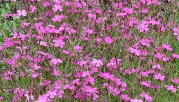 Dianthus herbaceus