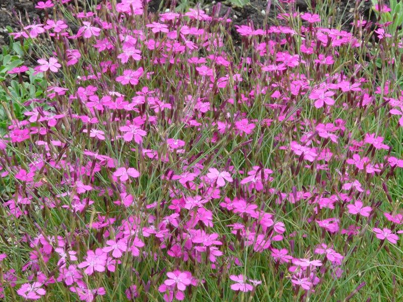 Dianthus herbaceus