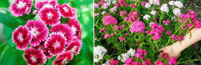 Турски карамфил