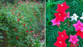 Ипомея квамоклит