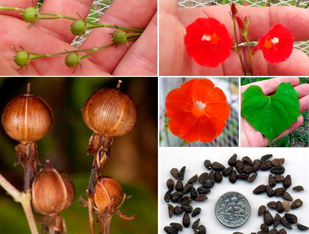 Μέρη του φυτού Ipomoea quamoclit Σπόροι Ipomoea quamoclit