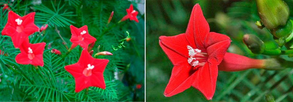 Κυπαρίσσι Ipomoea quamoclitus pinnate