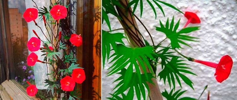 Υβρίδιο φτερωτού και κόκκινου Ipomoea slaughtera