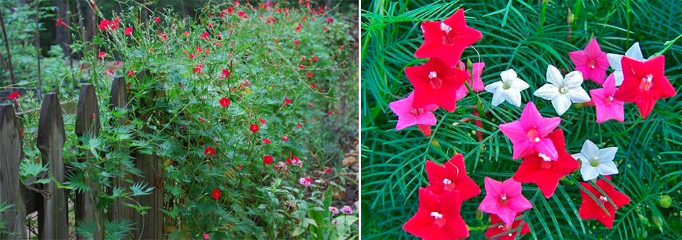Ένα αστέρι στον κήπο Ιπομόεα κουαμοκλίτ