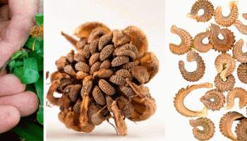 Семена от невен