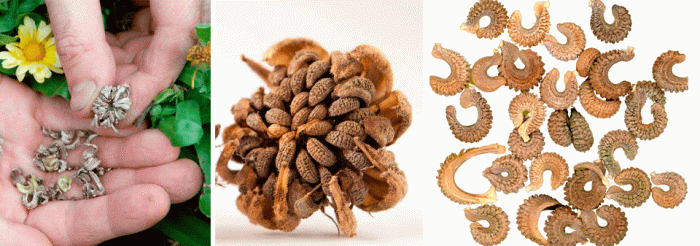 Семена от невен