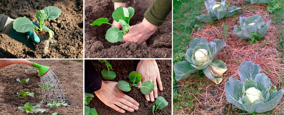 Метод за засаждане на зеле чрез разсад засаждане на разсад от зеле