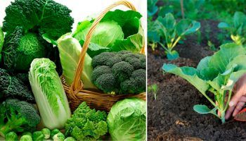 Отглеждане на зеле