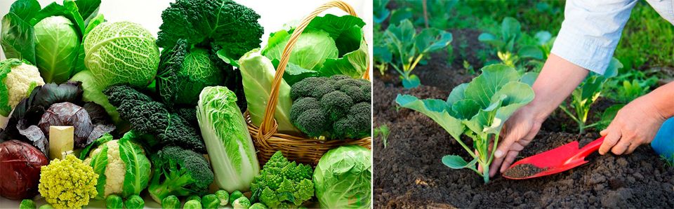 Зеле Отглеждане на зеле