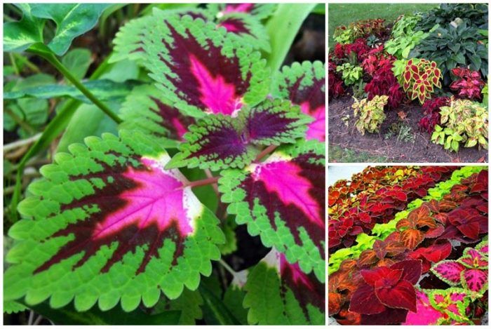 Отглеждане и грижа за колеус