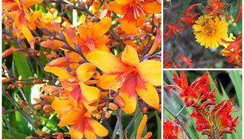 Цветя на крокосмия