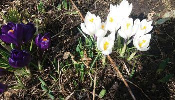 Минзухари от два цвята