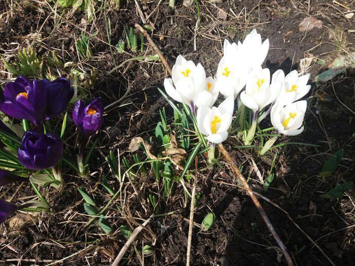 Κρόκοι δύο χρωμάτων