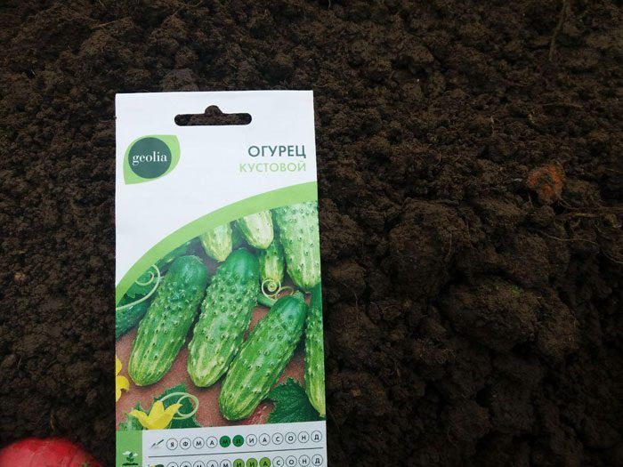 Буш краставица