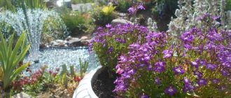 Лобелия в градината