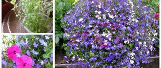 Каскада от лобелия