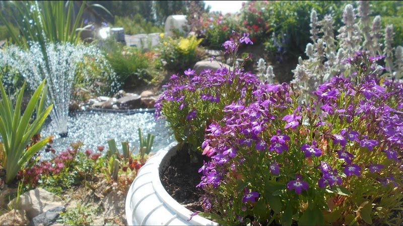 Λοβέλια σε παρτέρι Λομπέλια στον κήπο