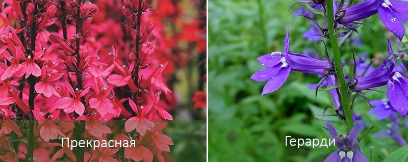 Η Πεντάμορφη και η Γκεράρντι Ποικιλίες Λομπέλια