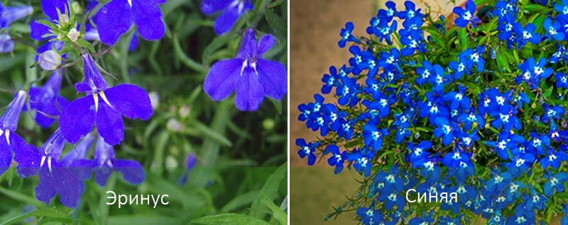 Η Ερινούς και το μπλε Λομπέλια δύο τύπων