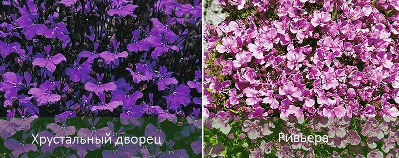 Ριβιέρα και το Κρυστάλλινο Πάλας Κρίσταλ Πάλας Λομπέλια και άλλα