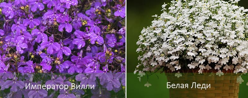 Ο Αυτοκράτορας Γουίλι και η Λευκή Κυρία Γουίλι και Λαίδη