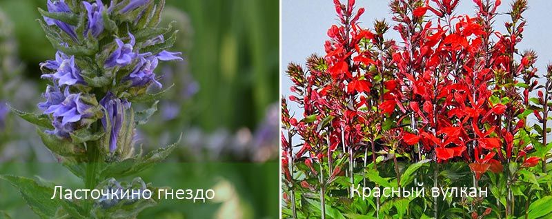 Η Φωλιά του Χελιδονιού και το Κόκκινο Ηφαίστειο Δύο ποικιλίες λοβέλιας