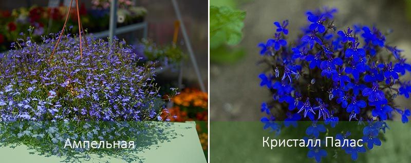 Κρίσταλ Πάλας Λομπέλια και Αμπελνάγια Κρίσταλ Πάλας και Αμπελνάγια