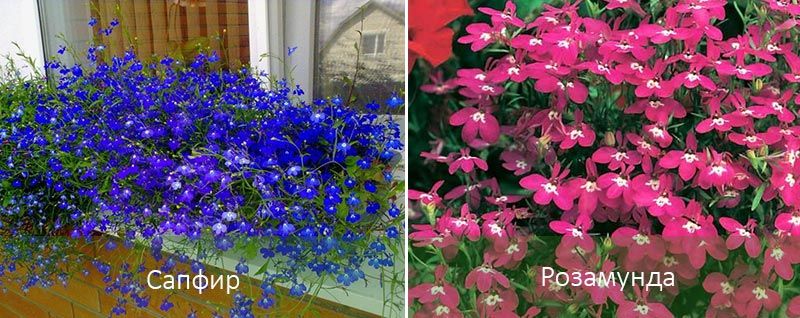 Λομπέλια Σαφίρ και Ρόζαμουντ Σαφίρ και Ρόζαμουντ