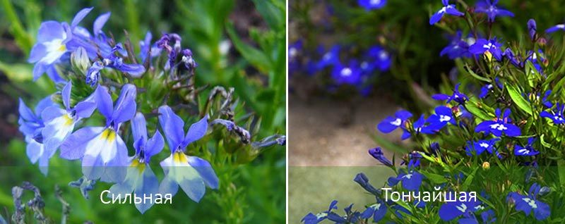 Λομπέλια Δυνατή και Λεπτή Δυνατή και διακριτική