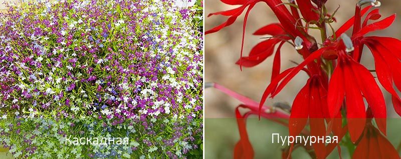 Lobelia Cascade και Purple Καταρράκτης και Μωβ