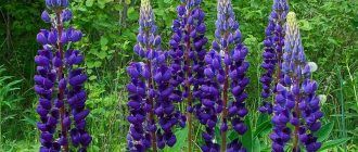 Лилав лупин