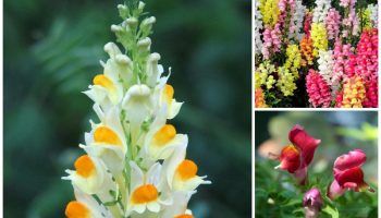 Снапдрагон