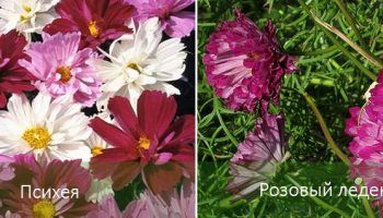 Тери Космос