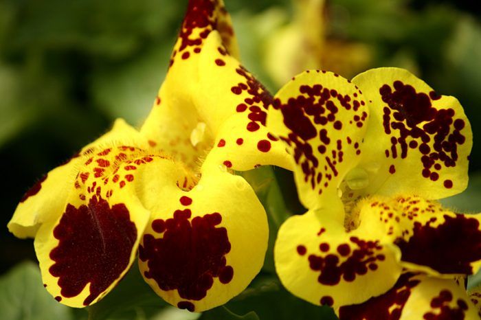 Μίμουλος τίγρης