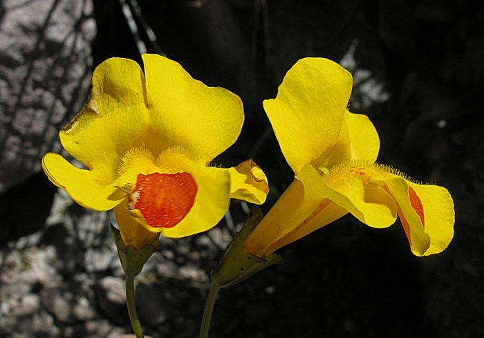 Mimulus lutea