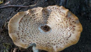 Дървесна гъба