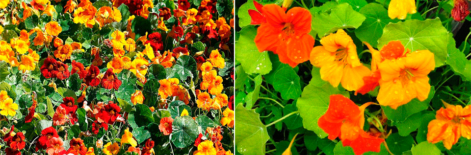 Βλαστοί με έντονη διακλάδωση Ένα είδος μεγάλου νάστουρτιου