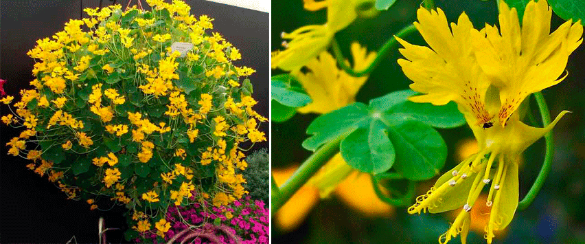 Τα λουλούδια μοιάζουν με πουλιά Ξένο νάστουρτιο