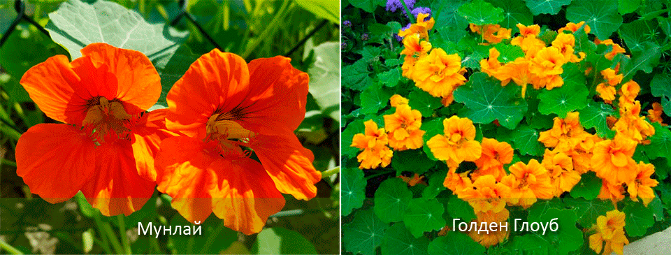 Λουλούδια Terry Ποικιλίες καλλιεργημένου νάστουρτιού