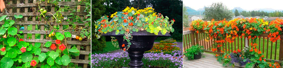 Ναστούρτιο για εξωραϊσμό Ναστούρτιο στο τοπίο